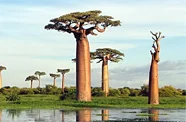 Баобаб: дерево, в якому живуть люди, і воно ніколи не вмирає