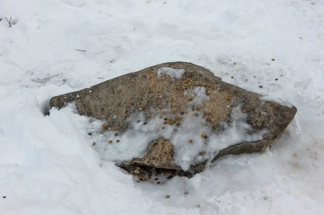 Незвичайні риси Шутового каменя